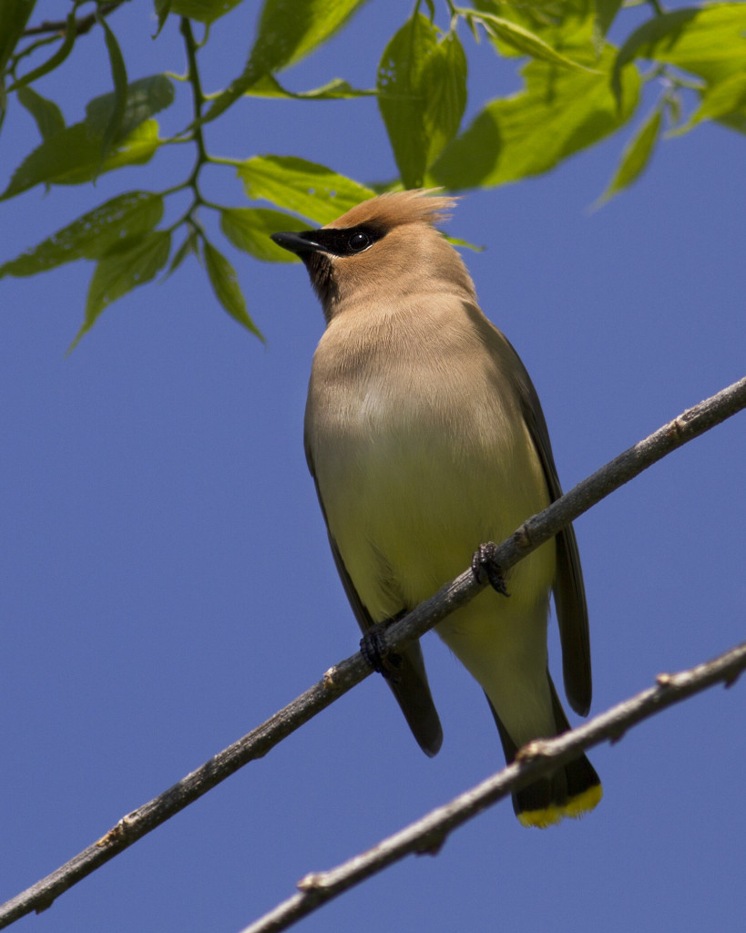 Cedar Waxwing