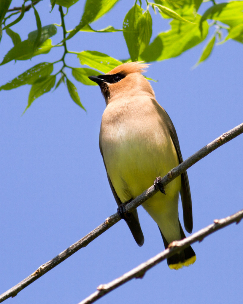 Discovering Urban Birds • Lakeshore Magazine