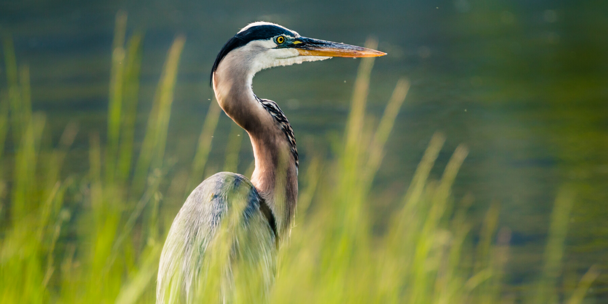 The Great Migration • Lakeshore Magazine